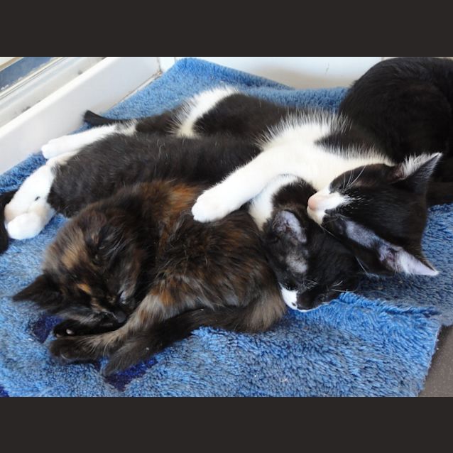 Photo of Curly (Located In Bulleen)   