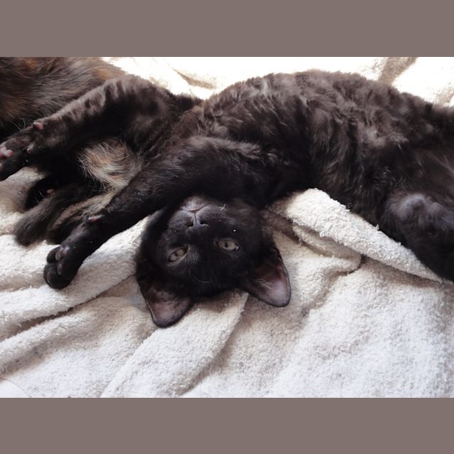 Photo of O'malley (Located In Bulleen)