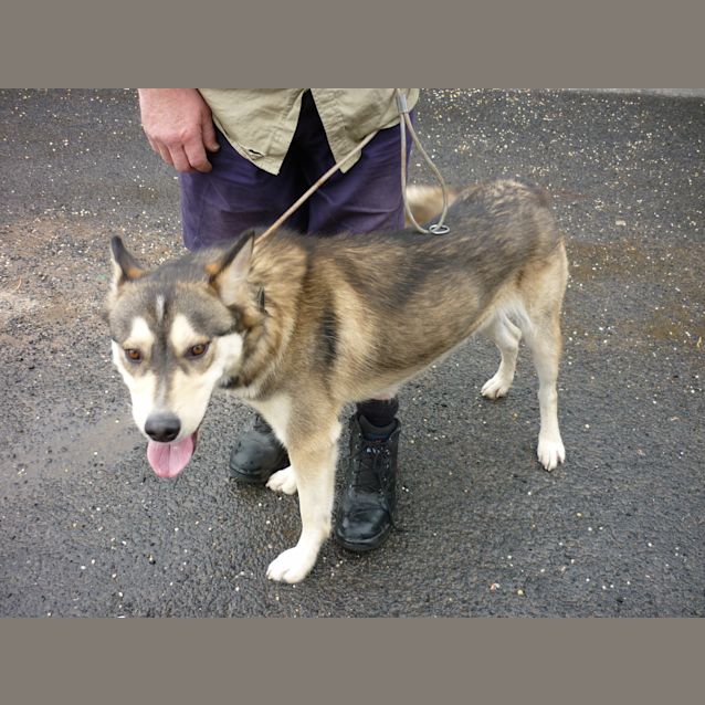 Photo of Adonis (D935) Desexed And Ready