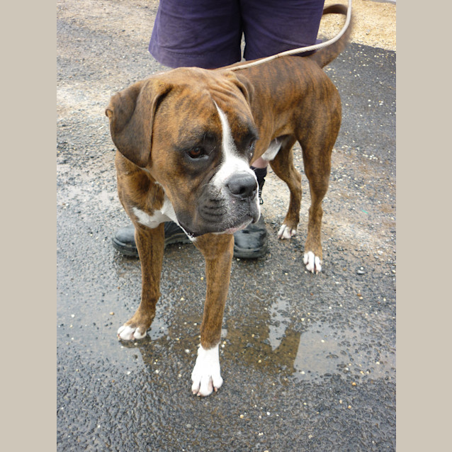 Photo of Buster (D942)