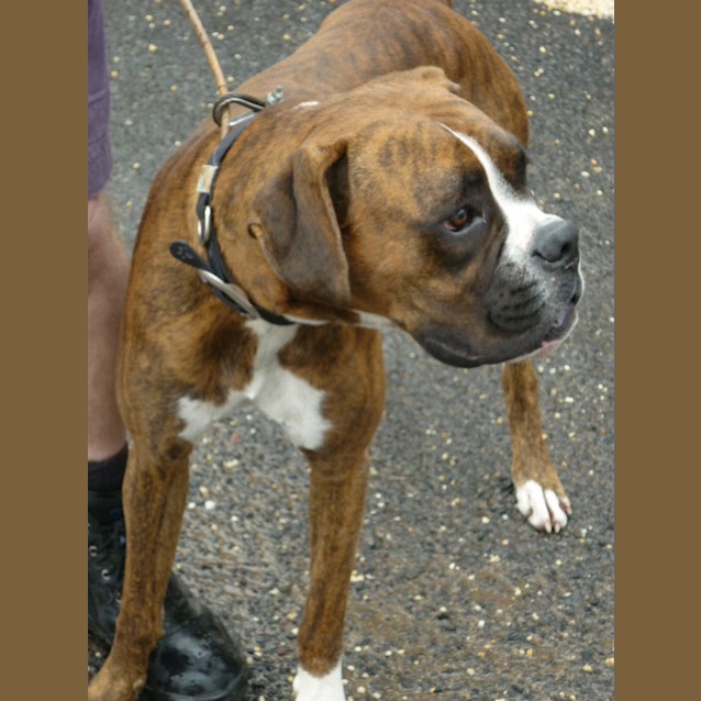 Photo of Buster (D942)