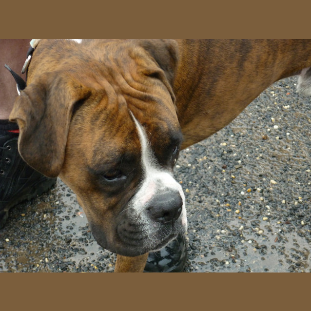 Photo of Buster (D942)