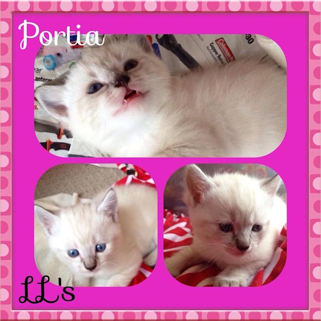 Photo of Portia 