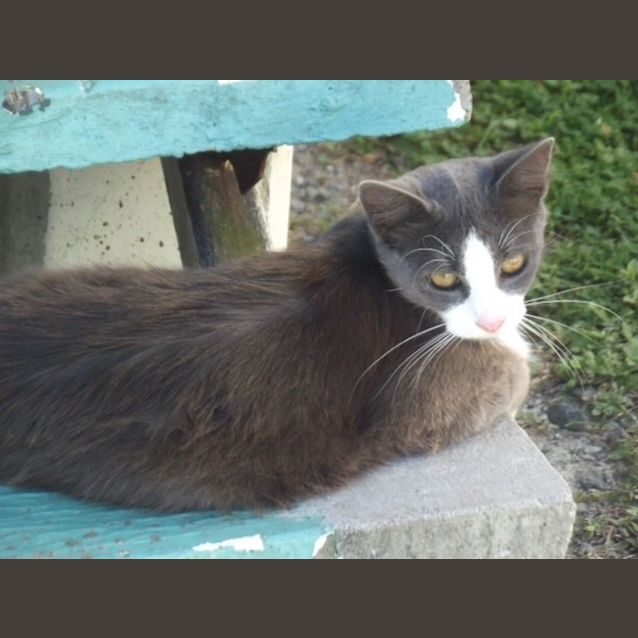Photo of Twinkletoes