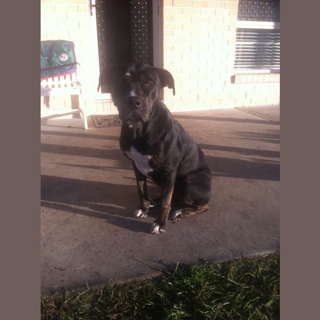 Photo of Shadow