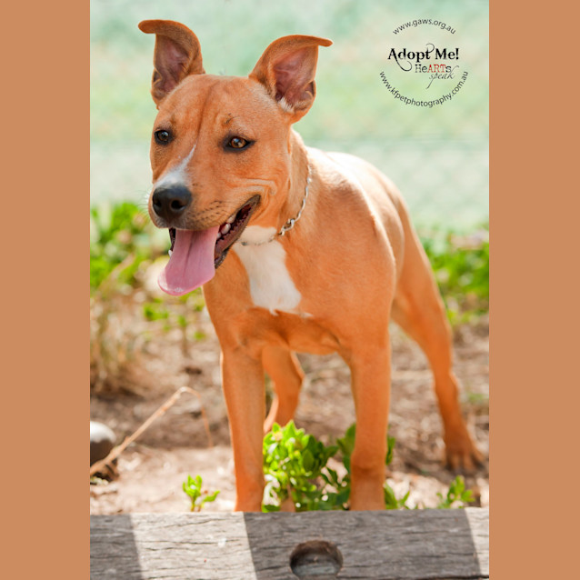 Photo of Sweeny Id19157