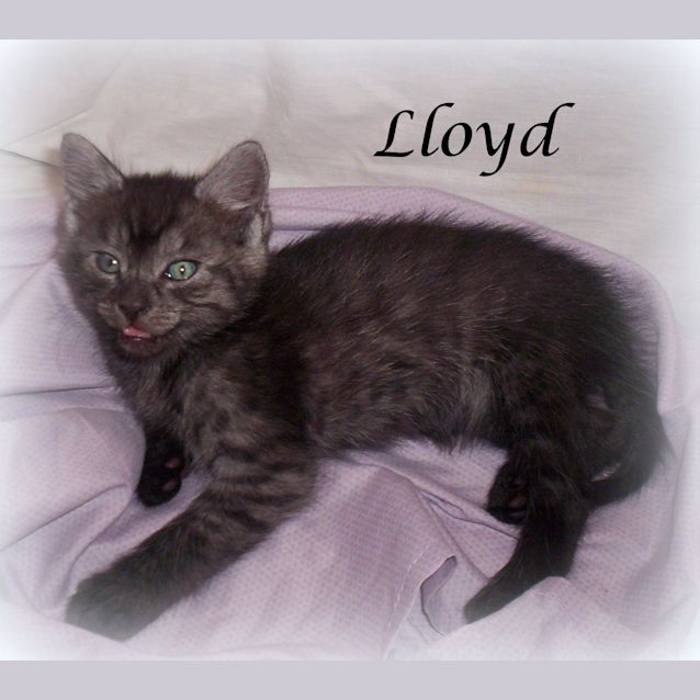 Photo of Lloyd