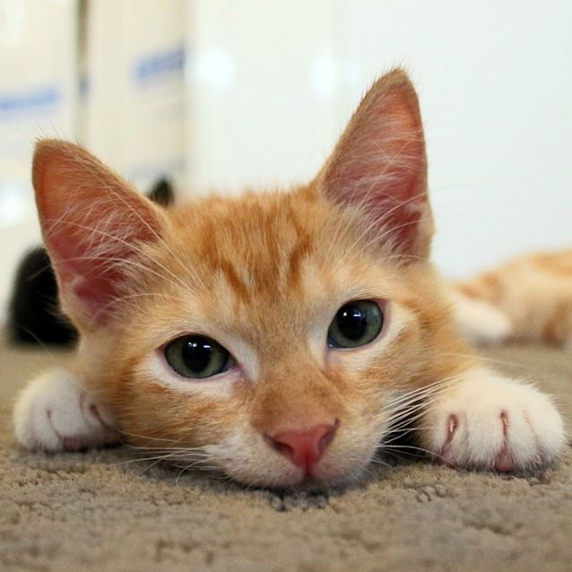 Photo of Max