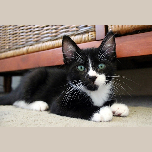 Photo of Pipsqueak