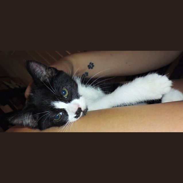 Photo of Silver Samurai