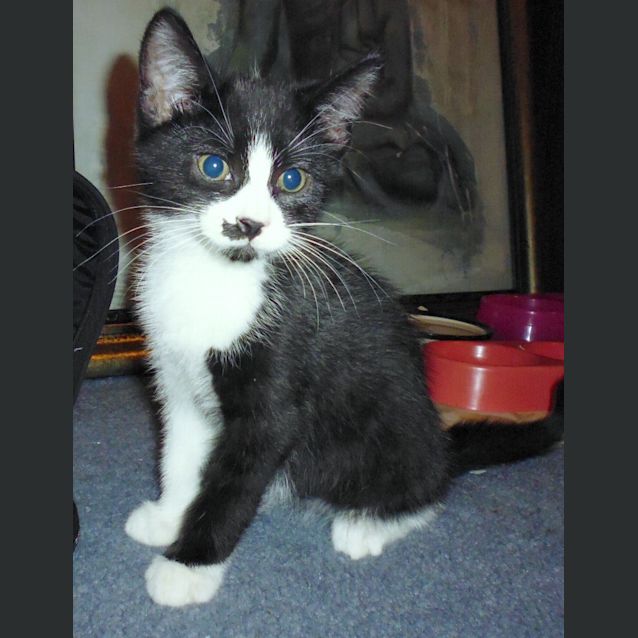 Photo of Silver Samurai