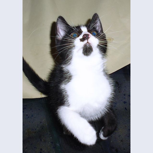 Photo of Silver Samurai