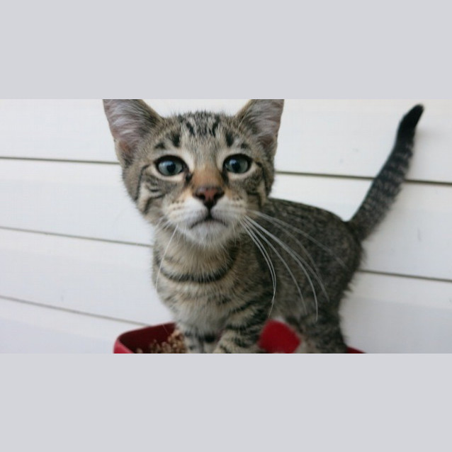 Photo of Coby