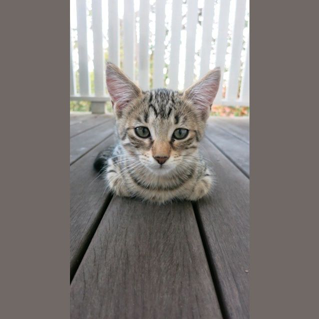 Photo of Freya