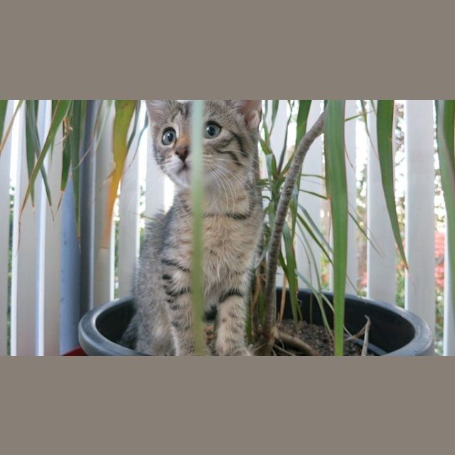 Photo of Moss