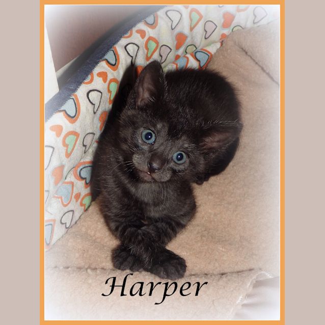 Photo of Harper