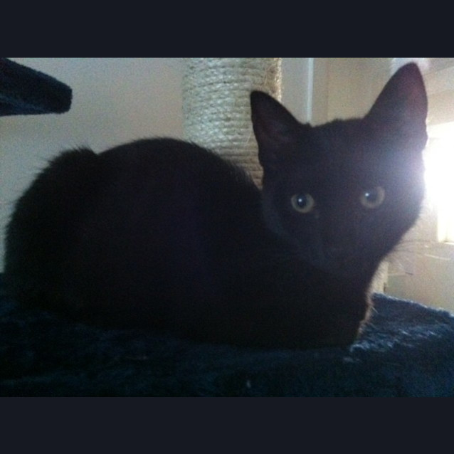 Photo of Comet