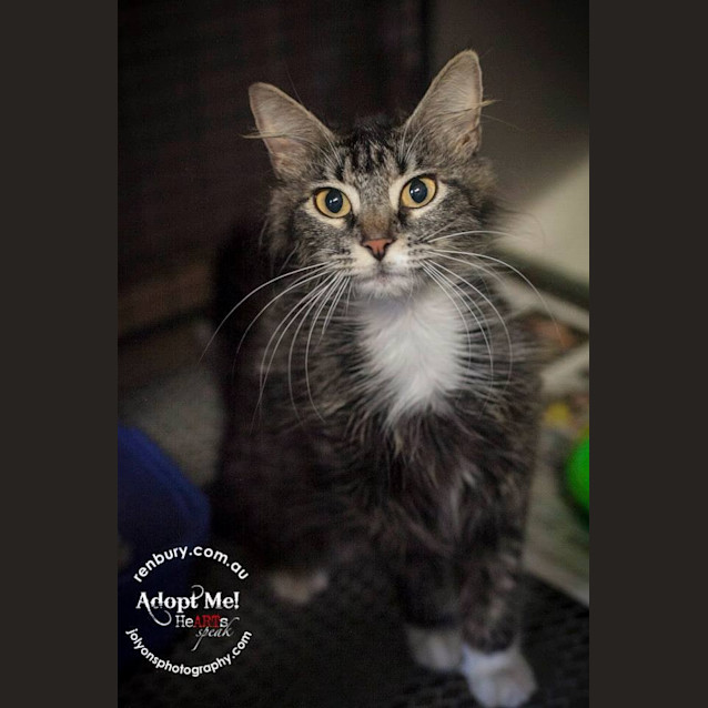 Photo of "Mina"   Purrfect Match