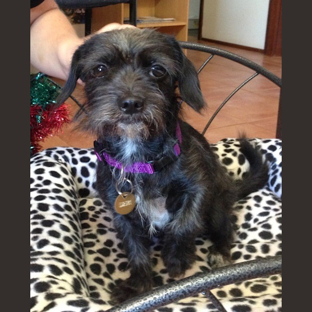 Photo of Miley (D2581) 
