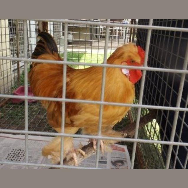 Photo of Goldie
