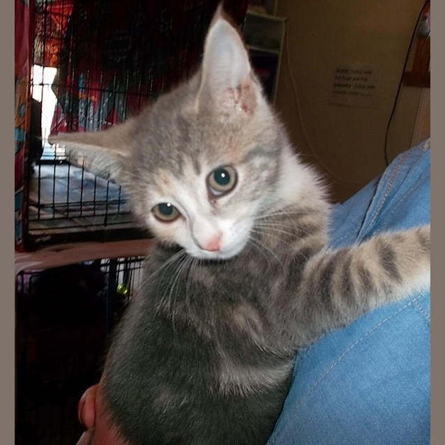 Photo of Tinkerbell
