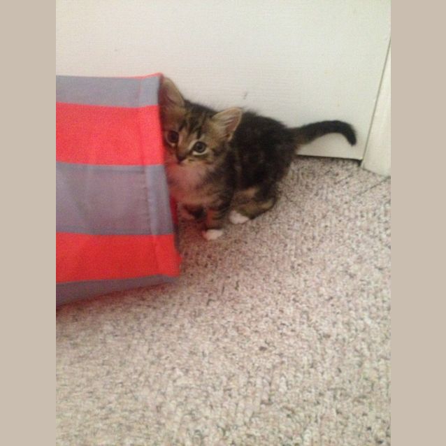 Photo of King Julian **Applications Pending**