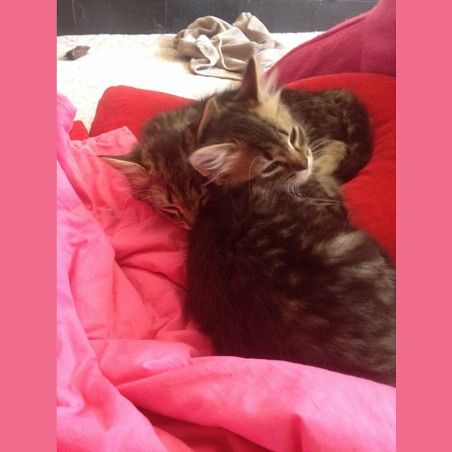 Photo of Princess **Applications Pending** 