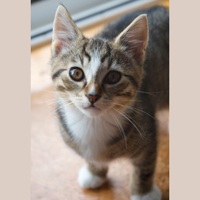 Photo of Jax