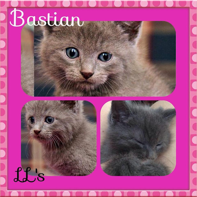 Photo of Bastian 