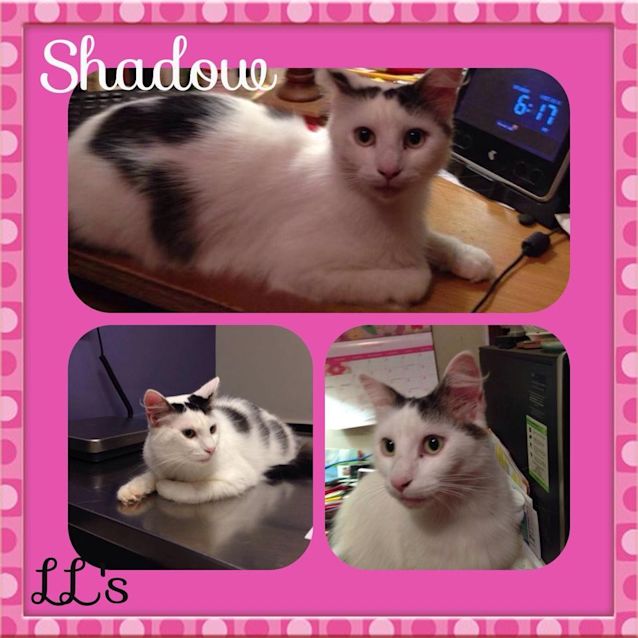 Photo of Shadow