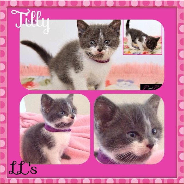 Photo of Tilly
