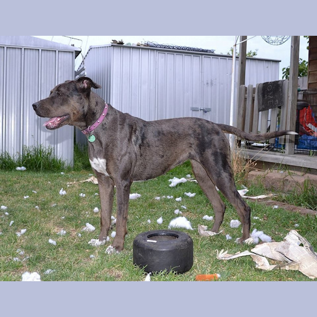 Photo of Rosie ... Big And Beautiful And Cat Friendly