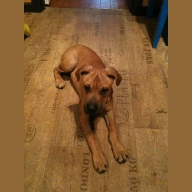 Photo of Rhubee ... Cat And Dog Friendly 