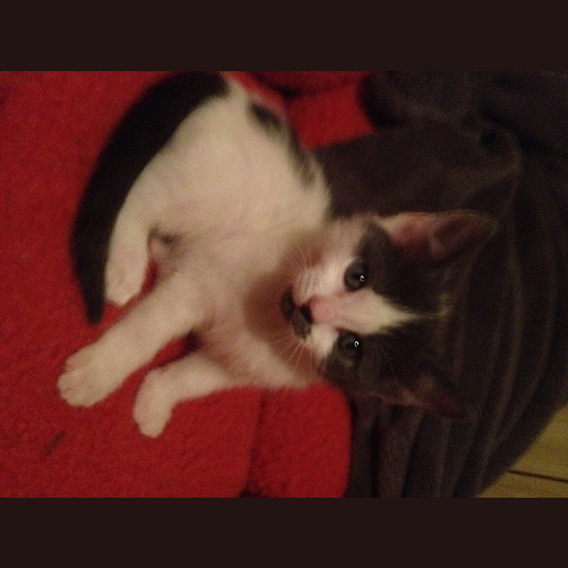 Photo of Sparkles