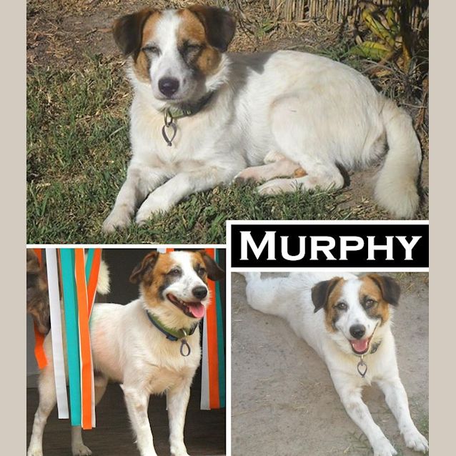 Photo of Murphy