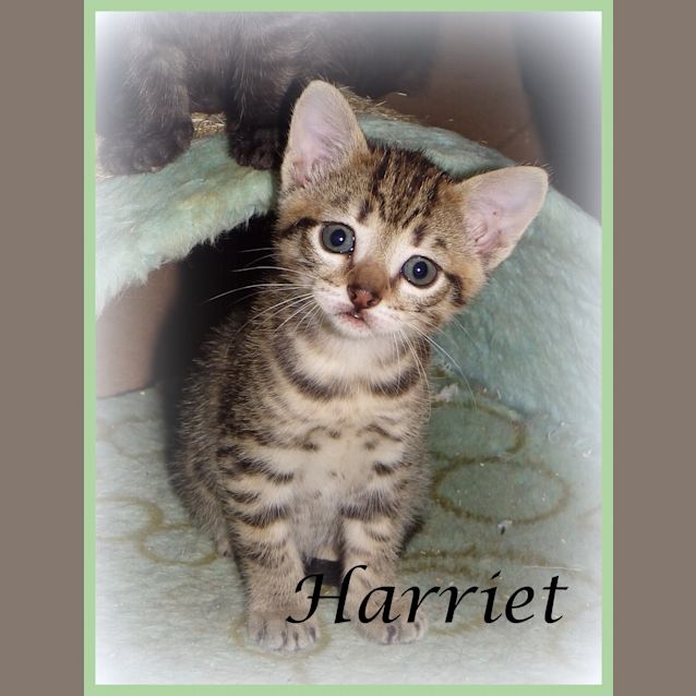 Photo of Harriet