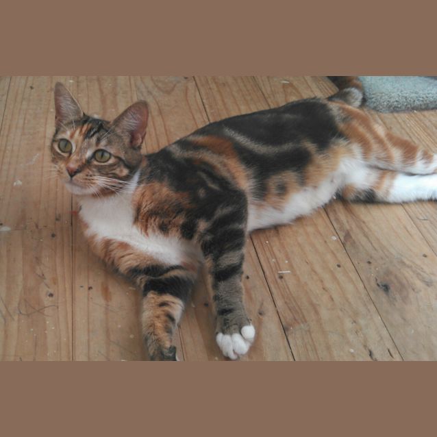 Photo of Daphne