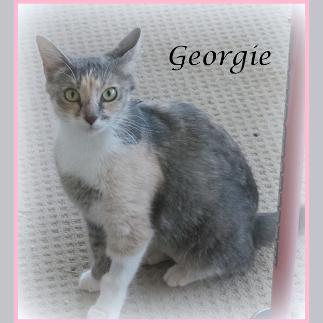 Photo of Georgie
