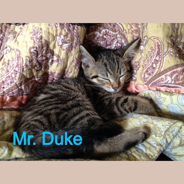 Photo of Duke (Ready 7.2.14)