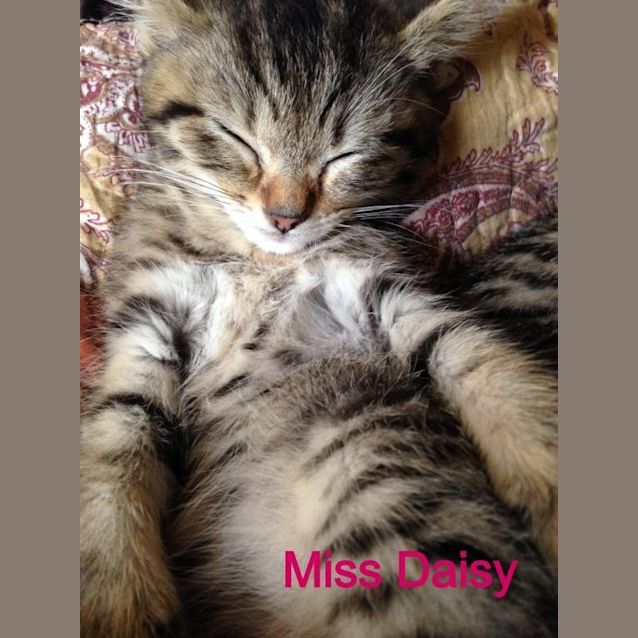 Photo of Daisy (Ready 7.2.14)
