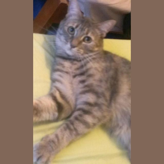 Photo of Josie