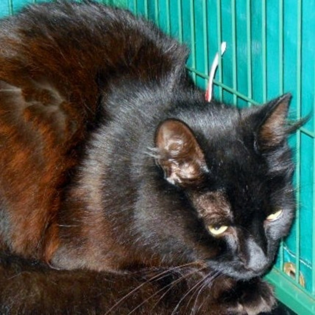 Photo of Moses