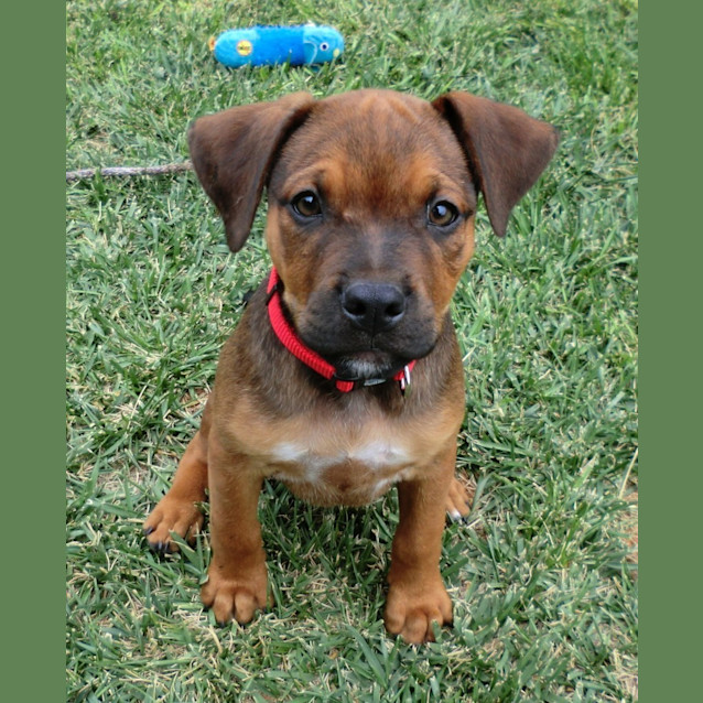 Photo of Apollo *On Trial In His New Home*