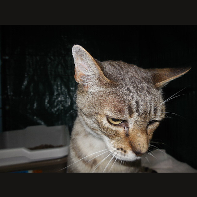 Photo of Abe