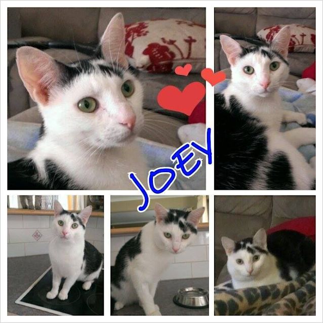 Photo of Joey