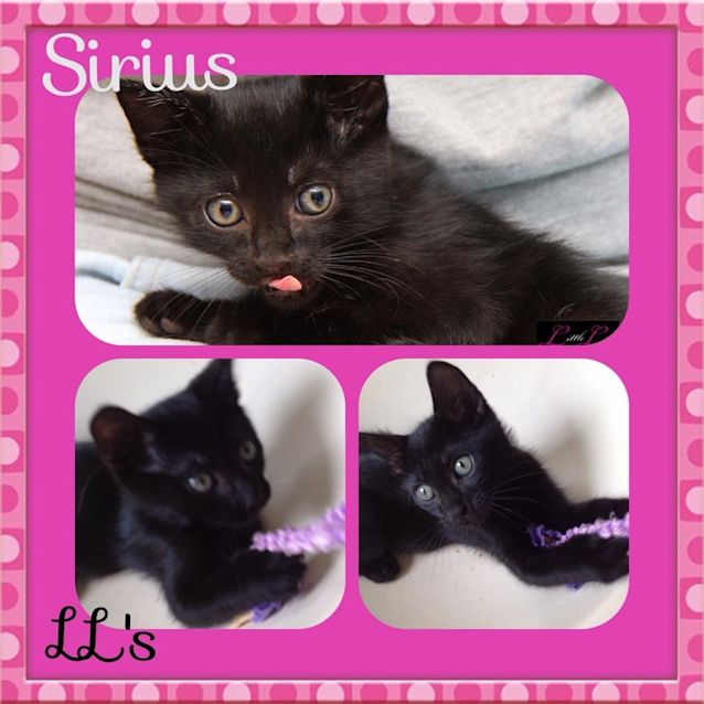 Photo of Sirius