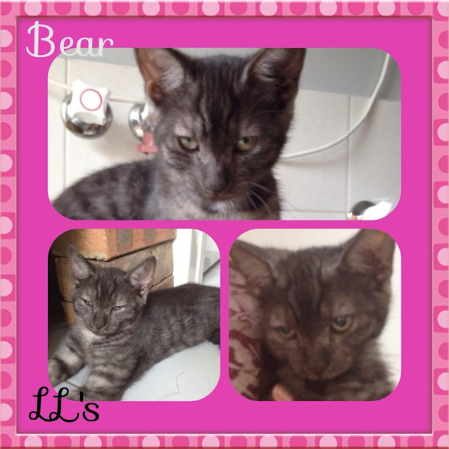 Photo of Bear