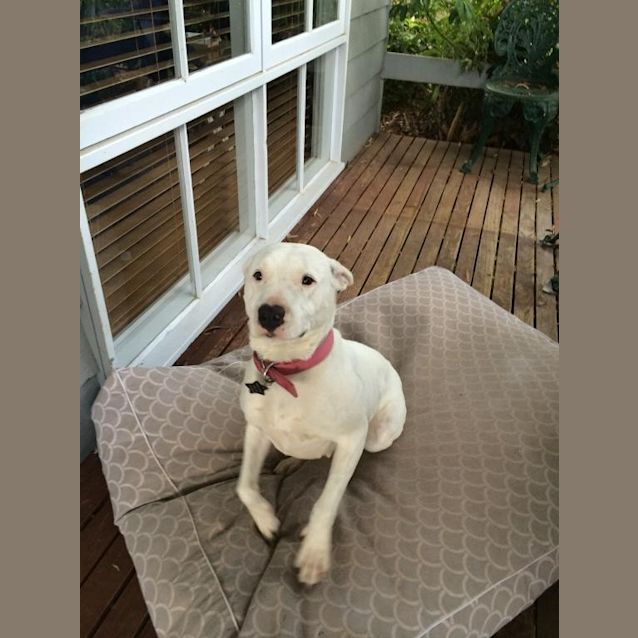 Photo of Sweet Alaska – Female Lab X Staffy