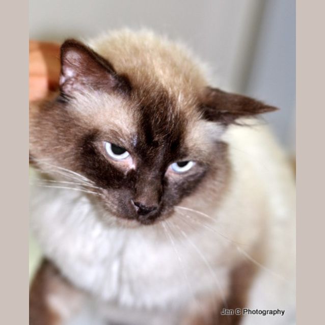 Photo of Sparky