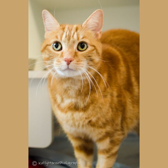 Photo of Honey